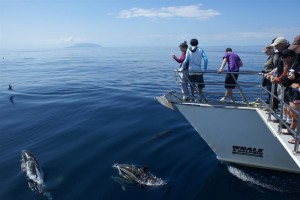 Auckland’s Whale & Dolphin Safari