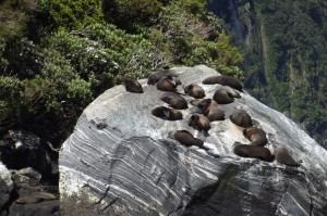 Seals in Milford Sound