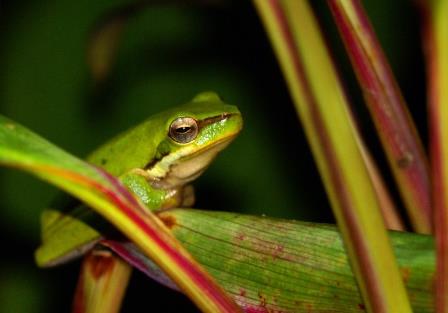 Green Tree Frog Daintree Forest Daintree Forest Green Tree Frog