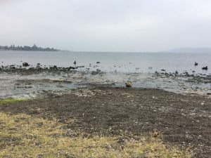 Hot Water Beach - Taupō